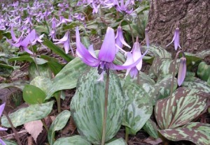 三毳山のカタクリの群生